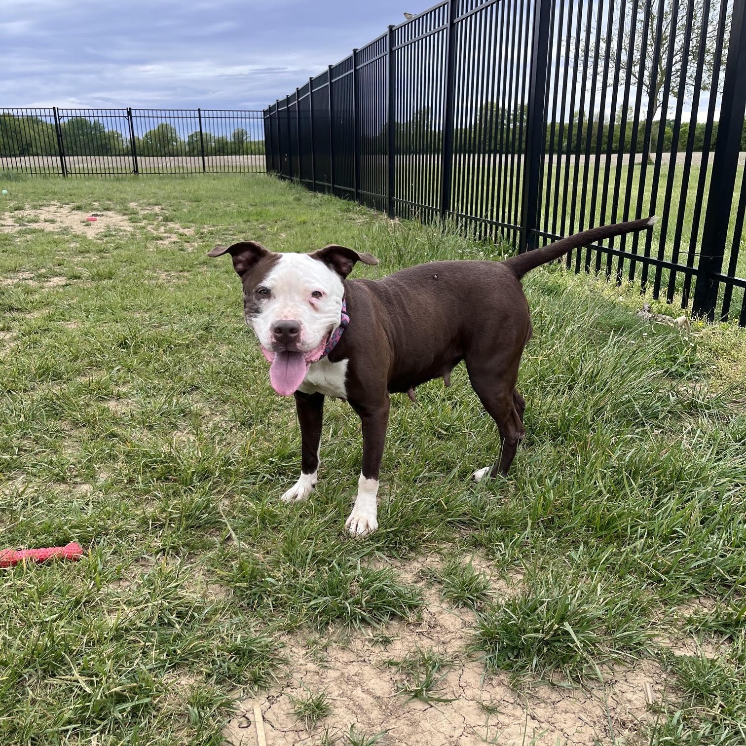 Serena, an adoptable mixed breed in West Jefferson, OH image 2/4