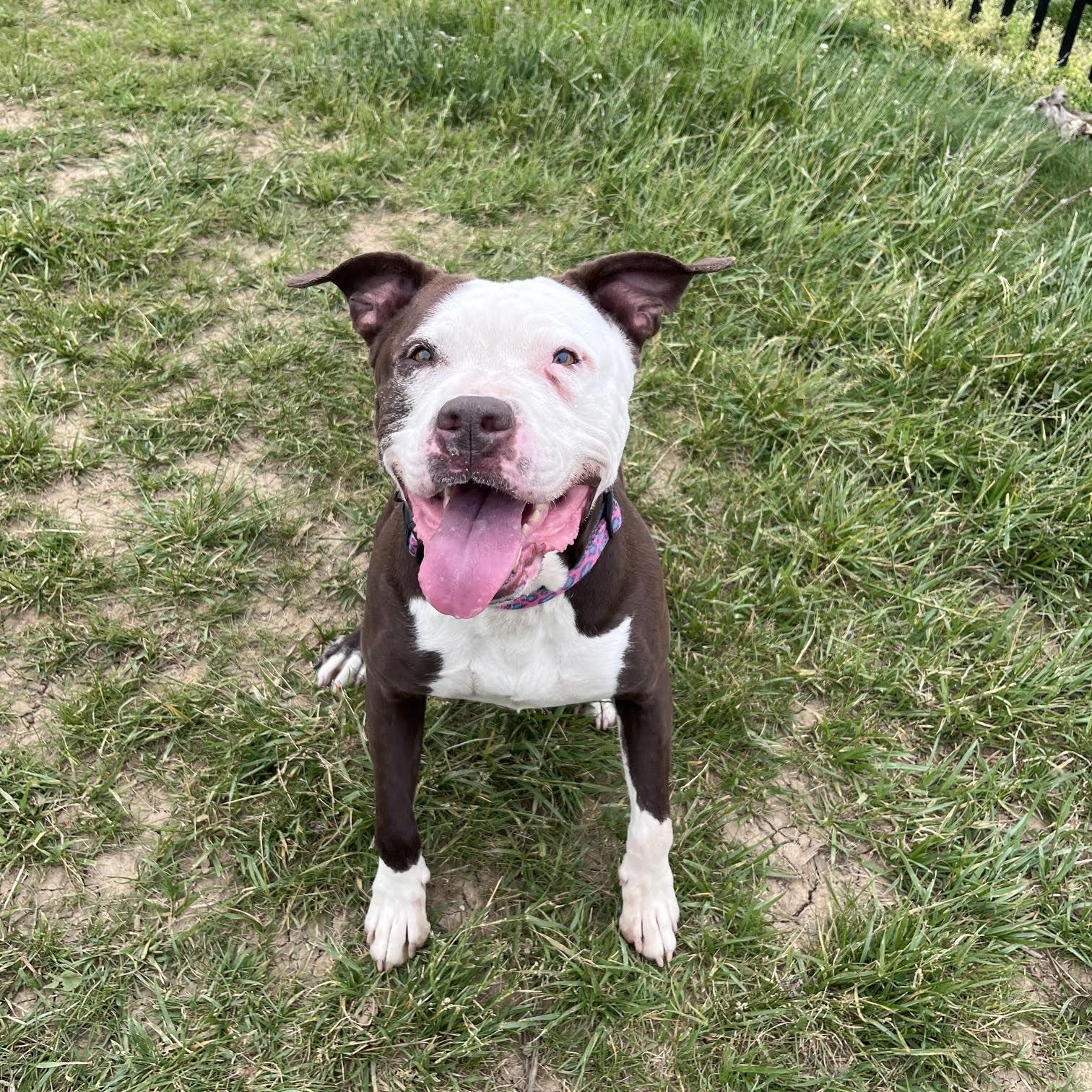 Serena, an adoptable mixed breed in West Jefferson, OH image 4/4