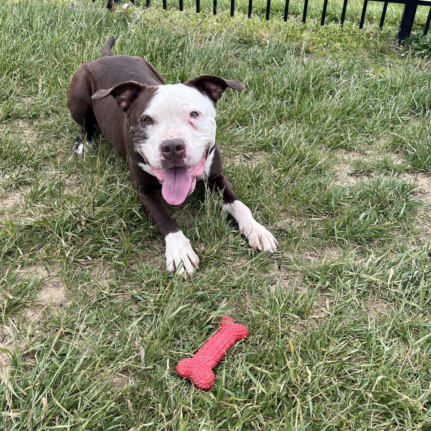 Serena, adoptable, Adult Female Terrier.