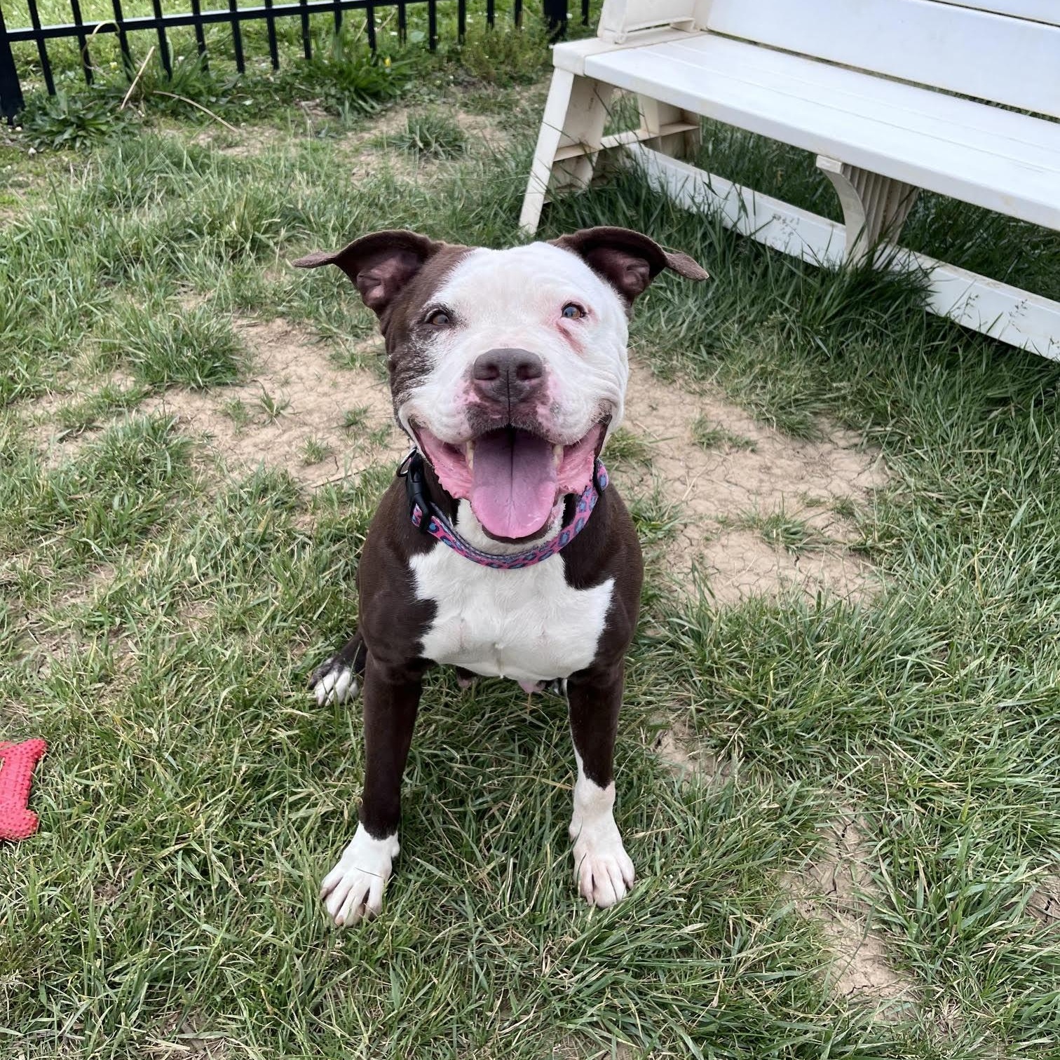 Serena, an adoptable mixed breed in West Jefferson, OH image 3/4