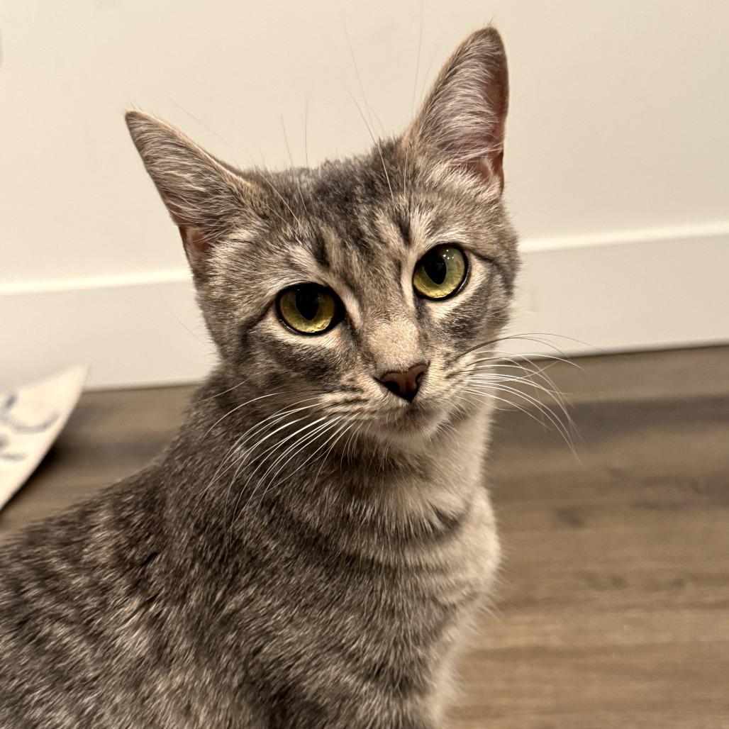 Kit, a Adoptable Domestic Short Hair in Los Angeles, CA image 1/4