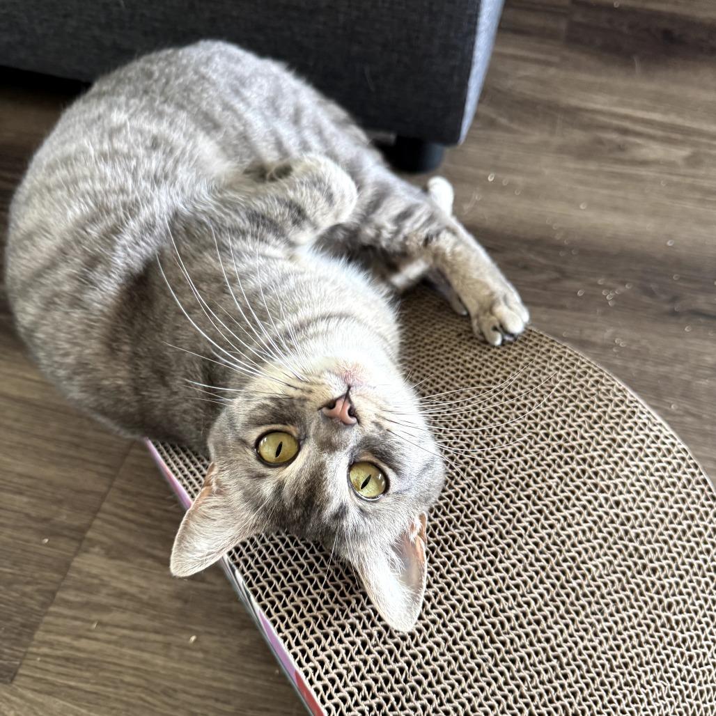 Kit, a Adoptable Domestic Short Hair in Los Angeles, CA image 2/4