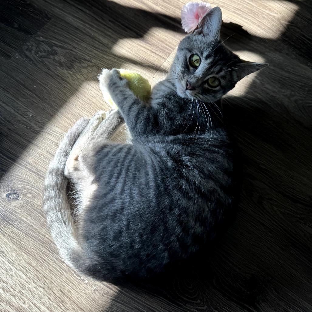 Kit, a Adoptable Domestic Short Hair in Los Angeles, CA image 3/4