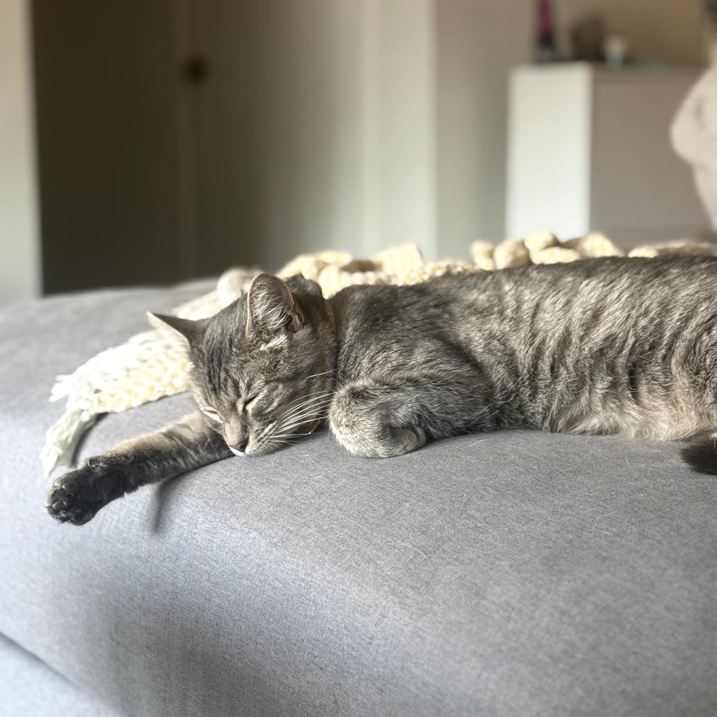 Kit, a Adoptable Domestic Short Hair in Los Angeles, CA image 4/4