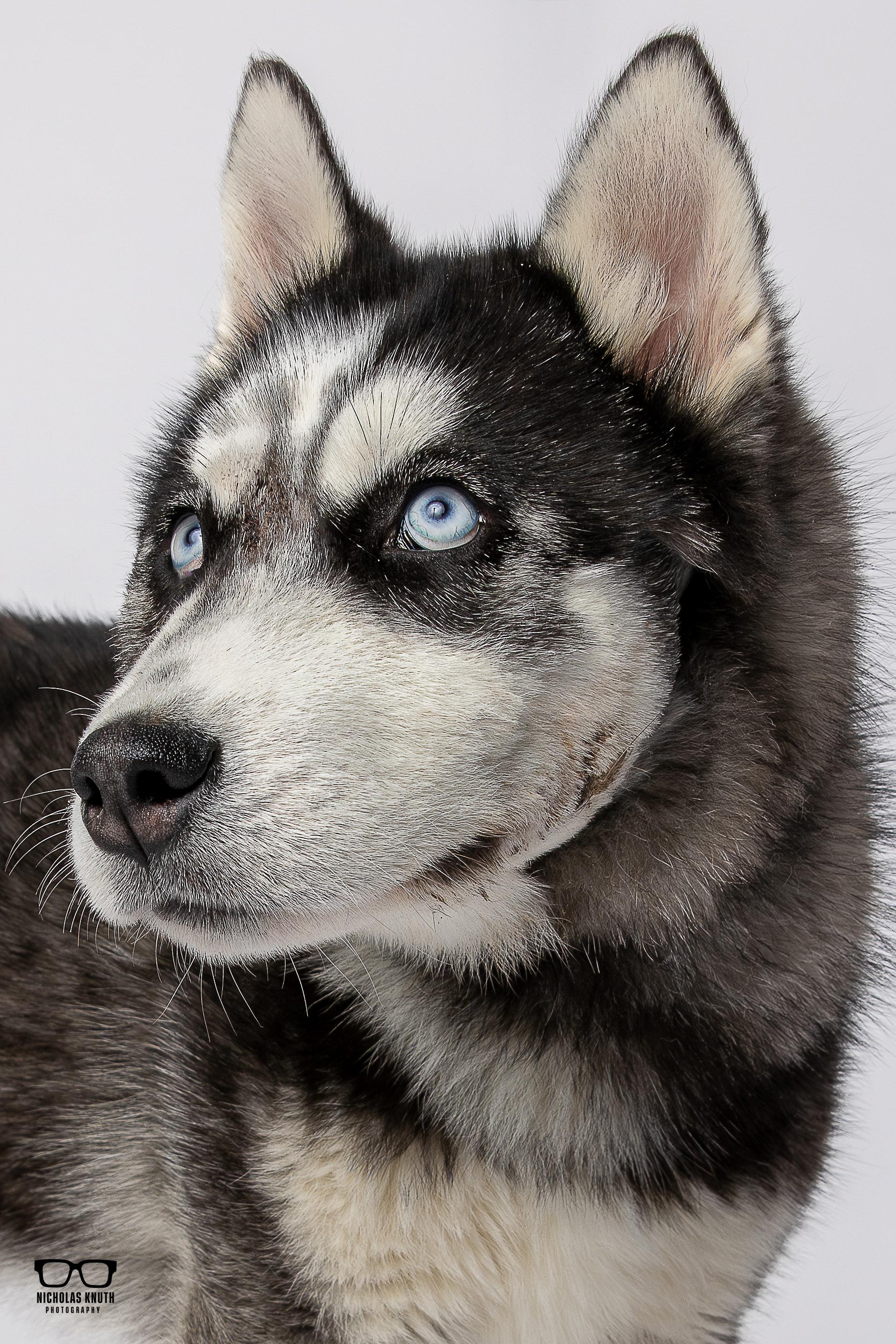 Enlarge Minnie, a ADOPTABLE Siberian Husky in Palatine, IL image 1/5