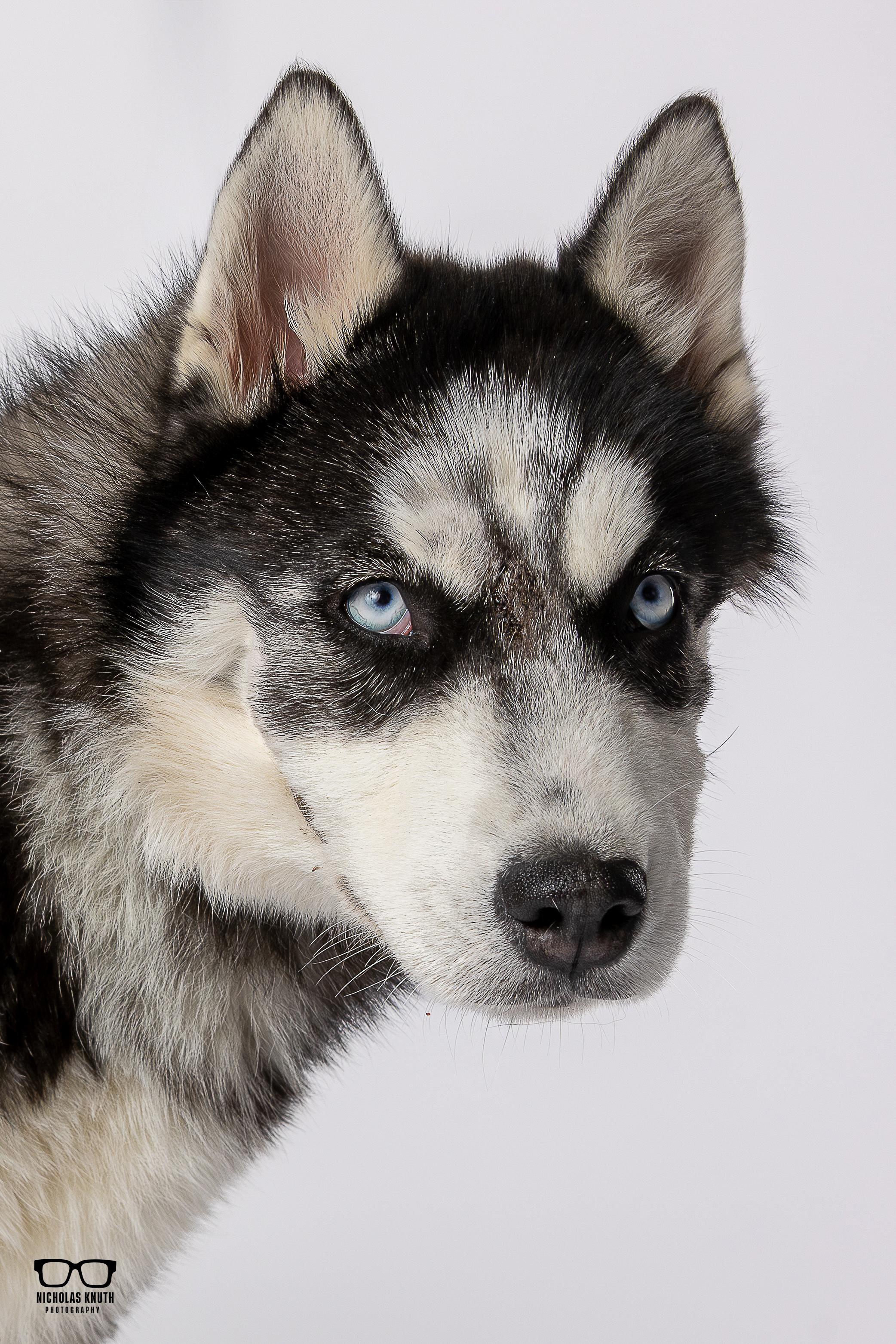 Enlarge Minnie, a ADOPTABLE Siberian Husky in Palatine, IL image 2/5
