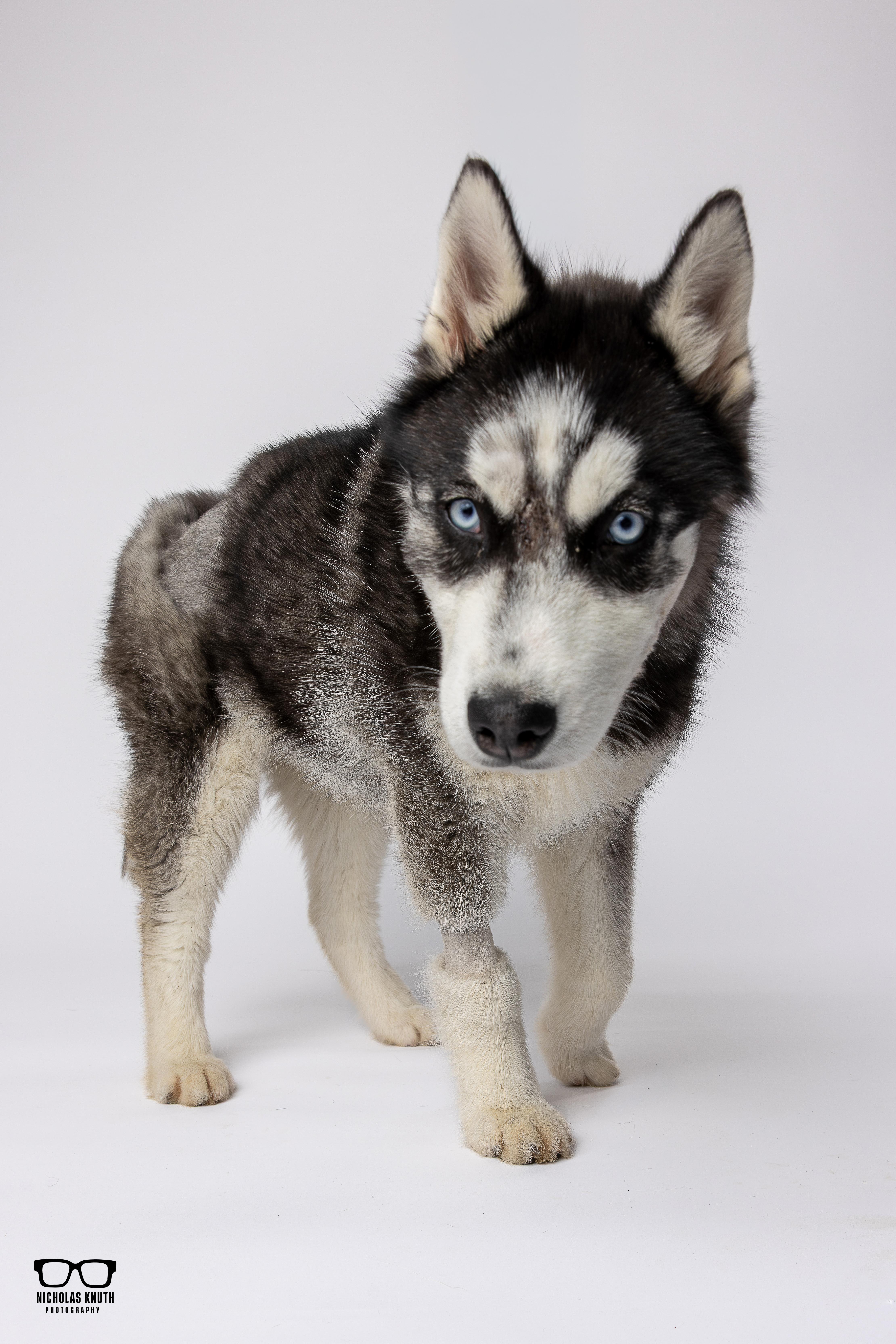 Enlarge Minnie, a ADOPTABLE Siberian Husky in Palatine, IL image 5/5