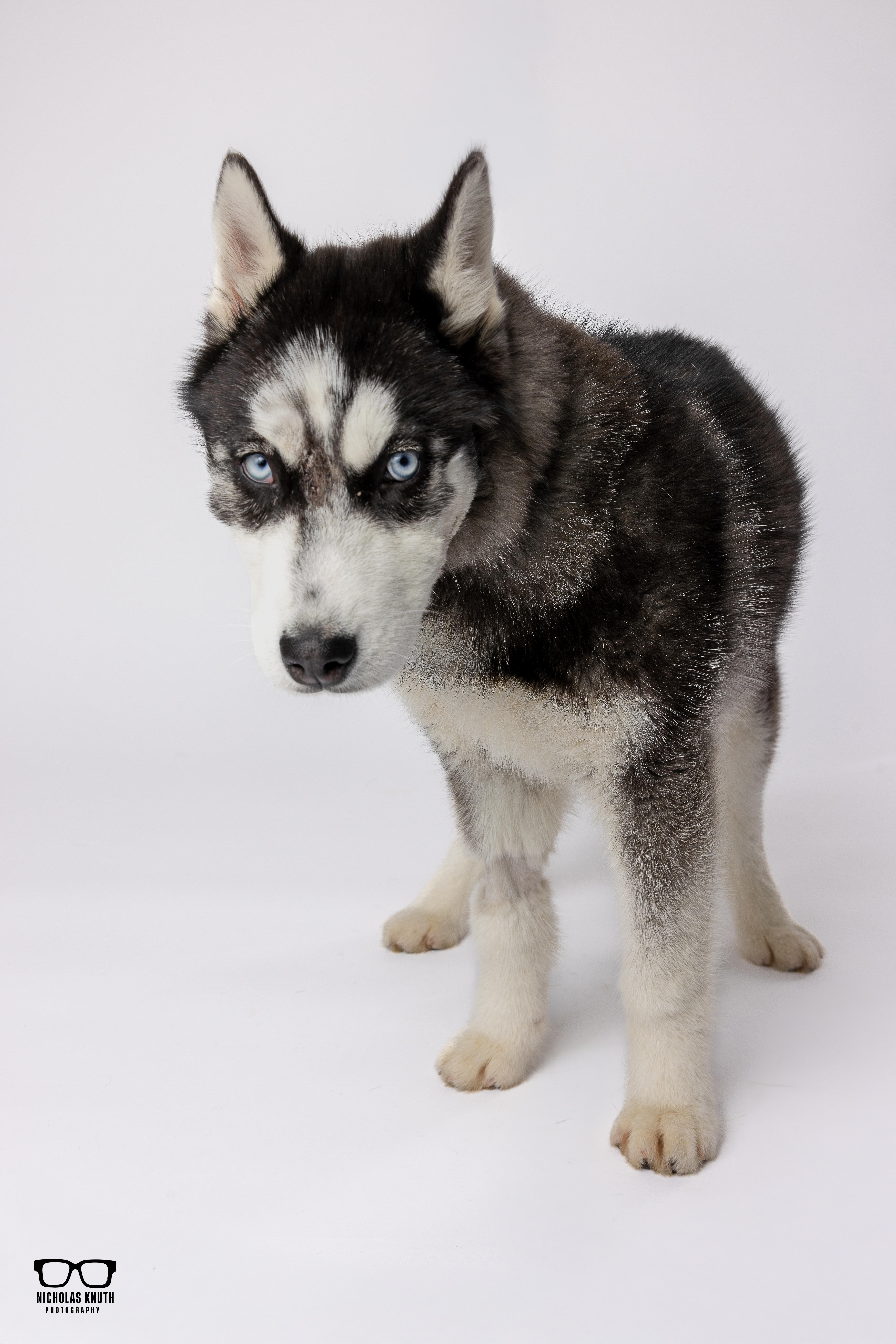 Enlarge Minnie, a ADOPTABLE Siberian Husky in Palatine, IL image 4/5