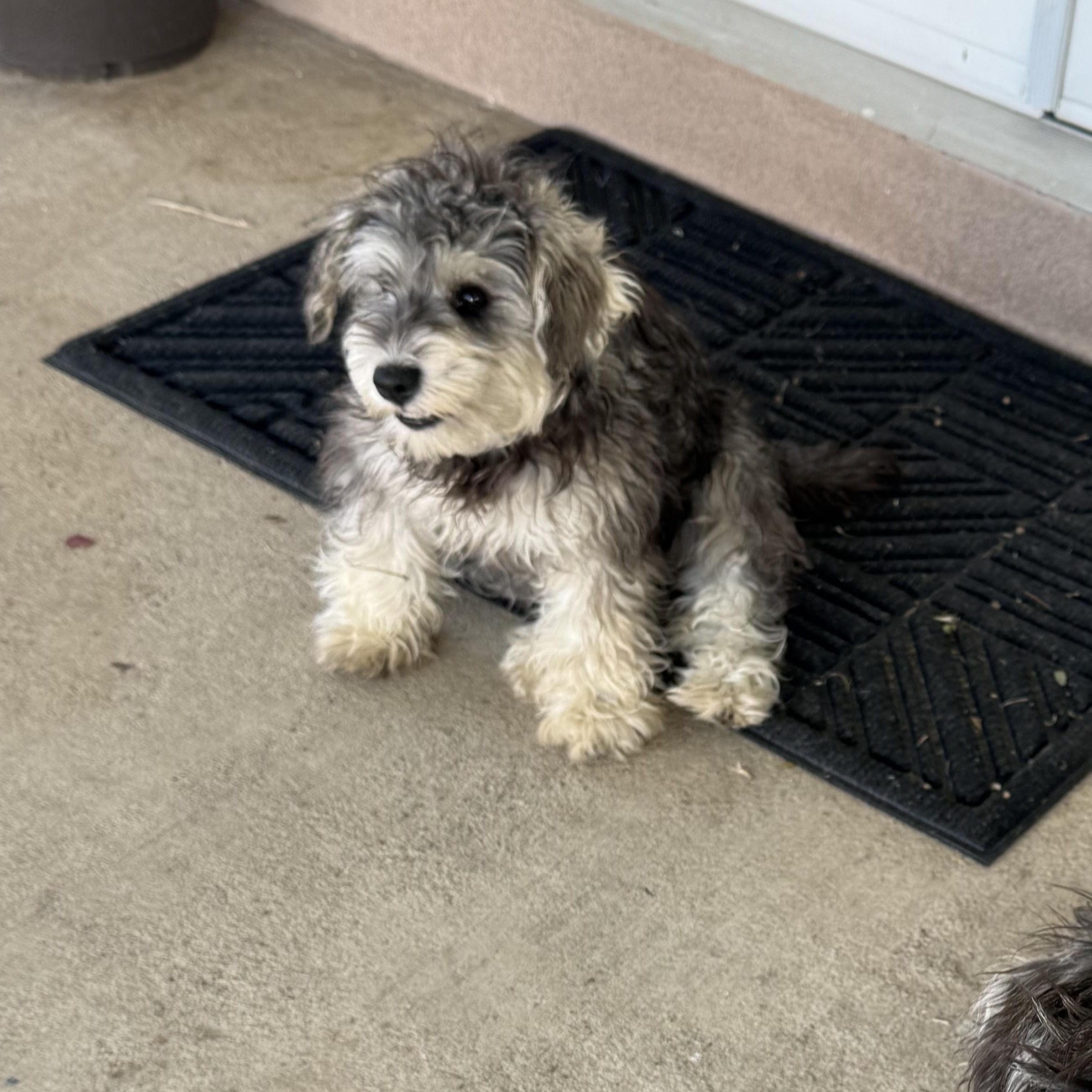Poppy, adopted, Young Female Schnauzer & Terrier.