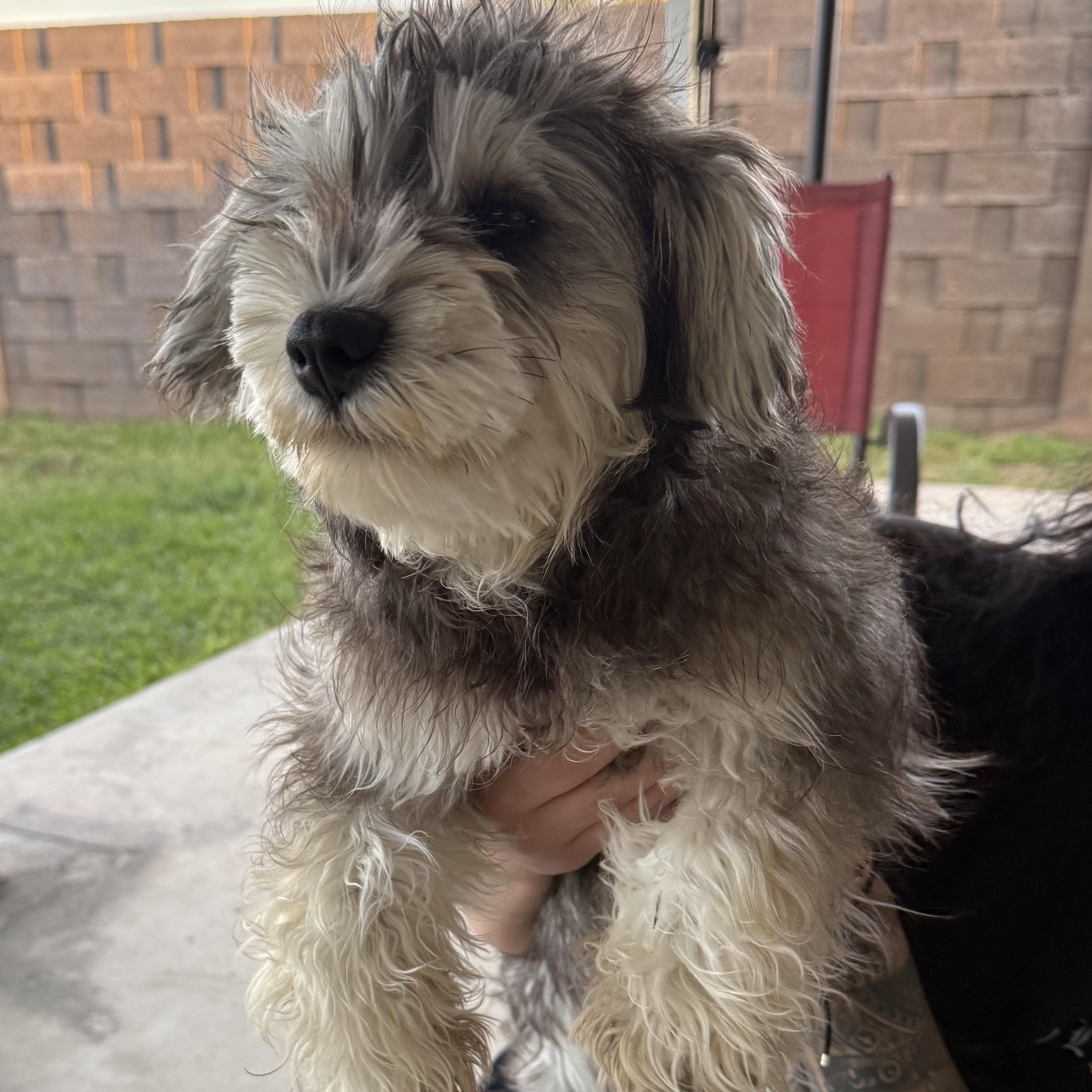 Enlarge Poppy, an adopted mixed breed in Norco, CA image 2/3