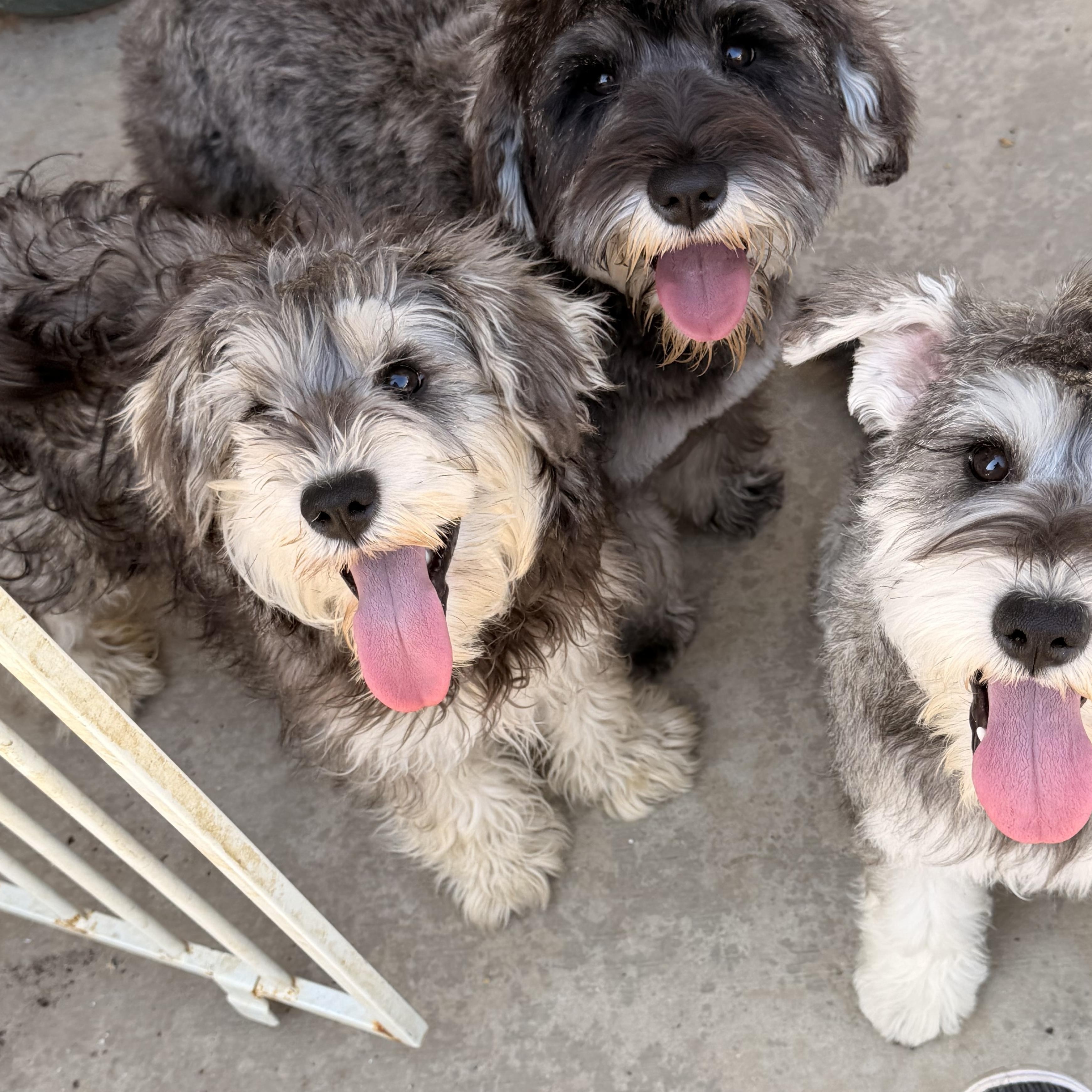 Enlarge Poppy, an adopted mixed breed in Norco, CA image 3/3