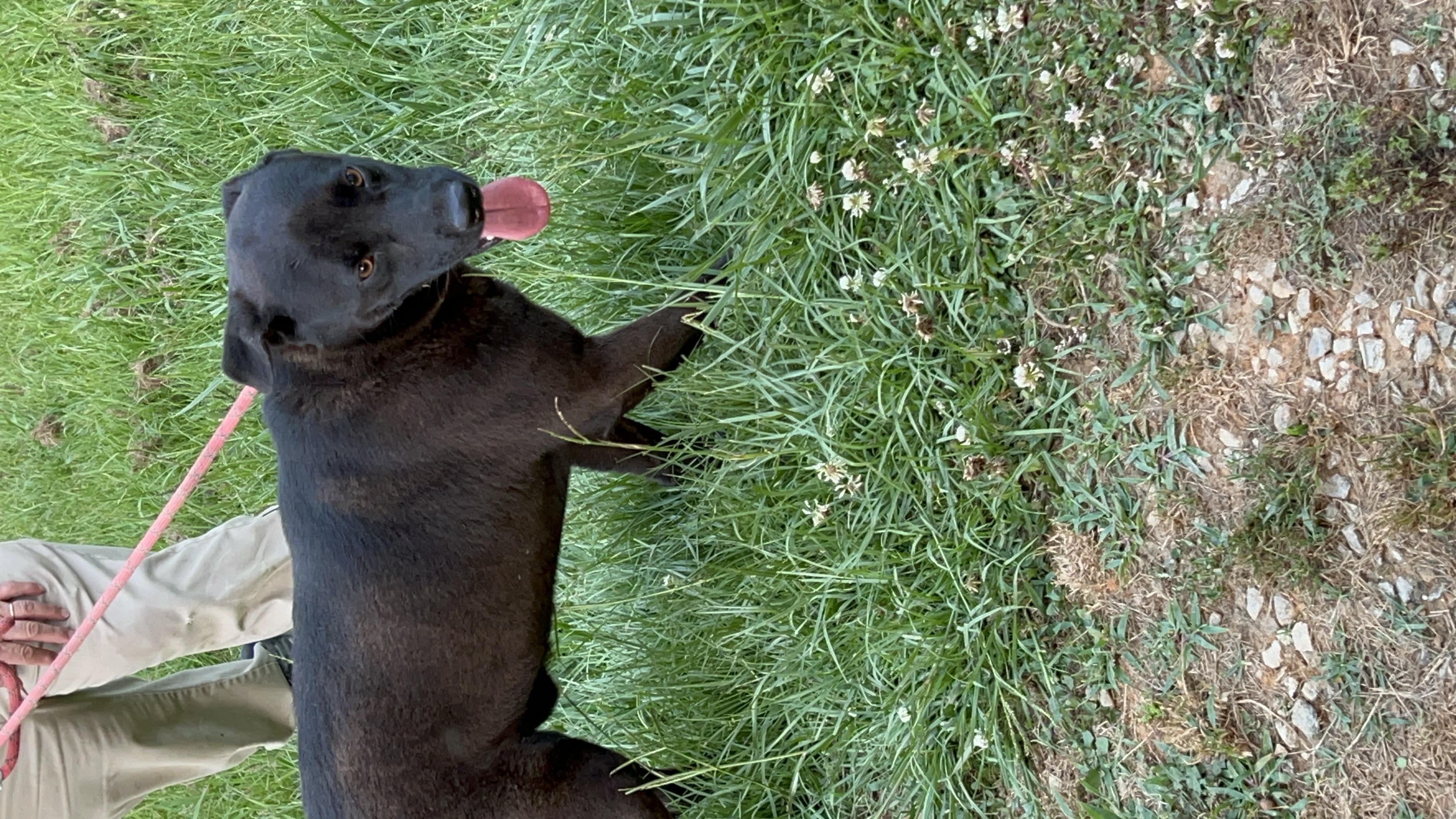 Enlarge Tripp (AKA Night), a Adoptable Black Labrador Retriever in Bruce, MS image 1/1