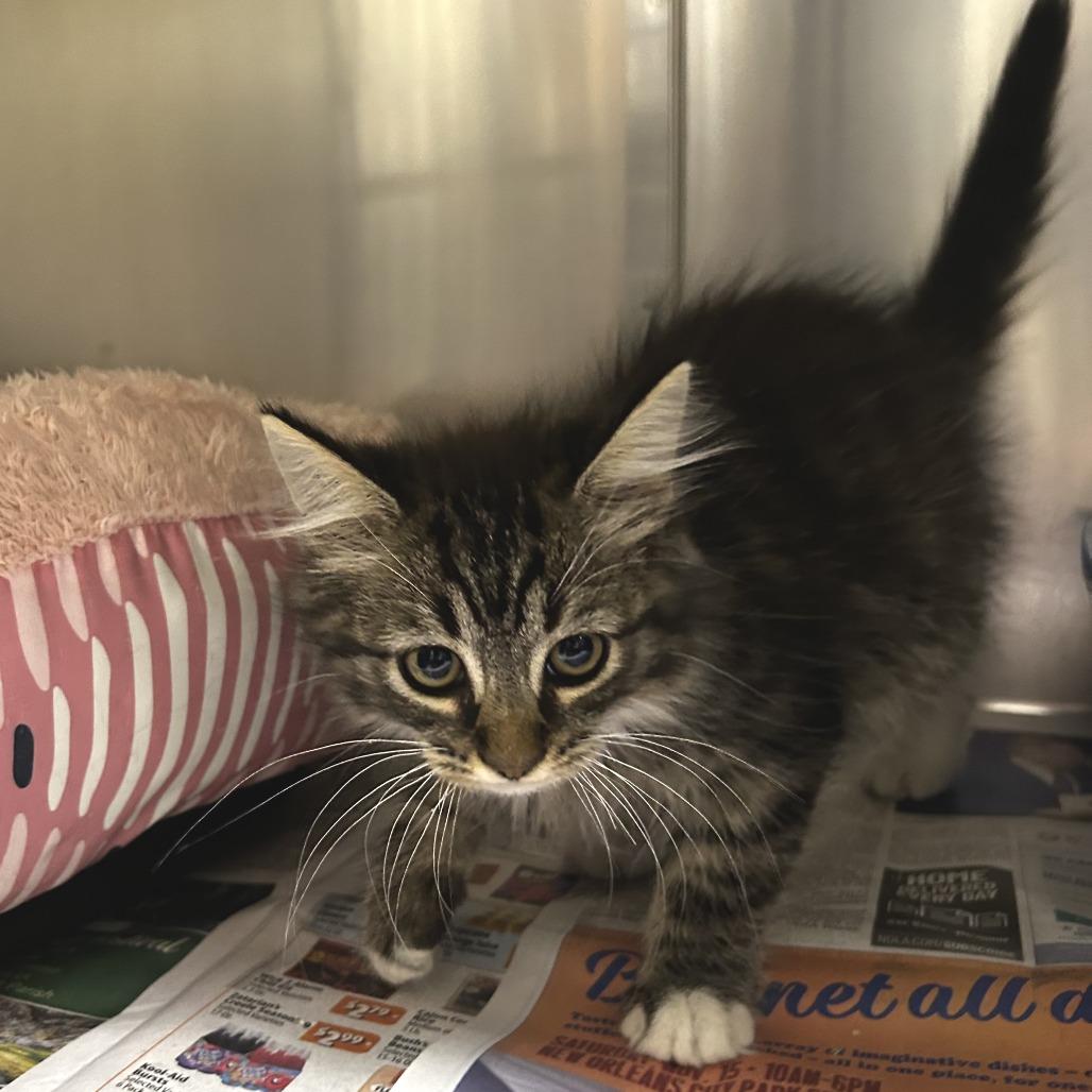 Enlarge Ralphie, a Adoptable Domestic Long Hair in Folsom, LA image 1/2