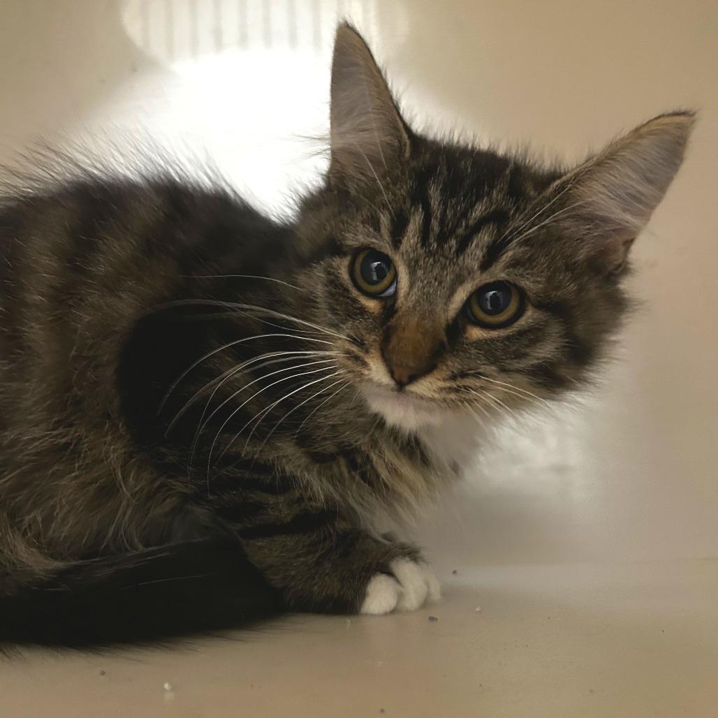 Enlarge Ralphie, a Adoptable Domestic Long Hair in Folsom, LA image 2/2