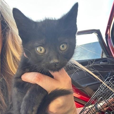 Woody, Adoptable, Kitten Male Domestic Short Hair.