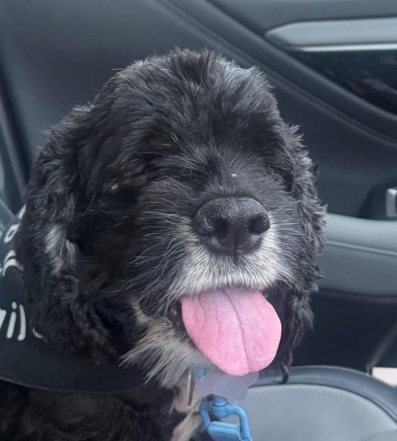 Enlarge Asher, a ADOPTABLE Cocker Spaniel in Plano, TX image 1/6