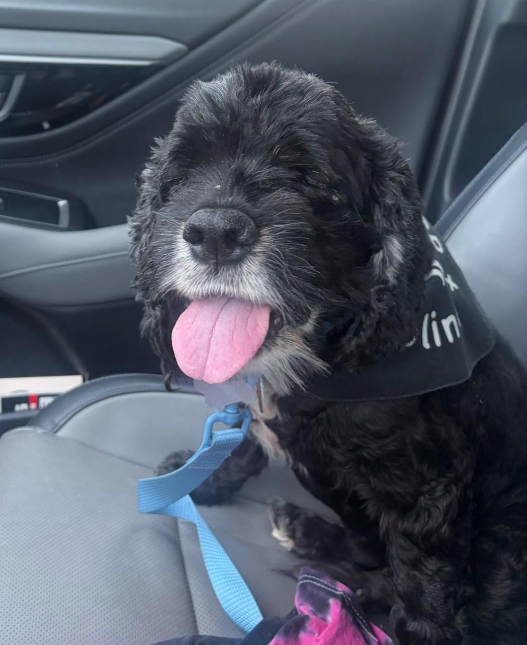 Enlarge Asher, a ADOPTABLE Cocker Spaniel in Plano, TX image 4/6