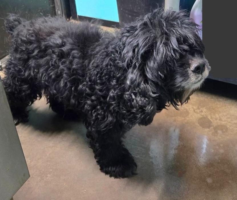 Enlarge Asher, a ADOPTABLE Cocker Spaniel in Plano, TX image 2/6