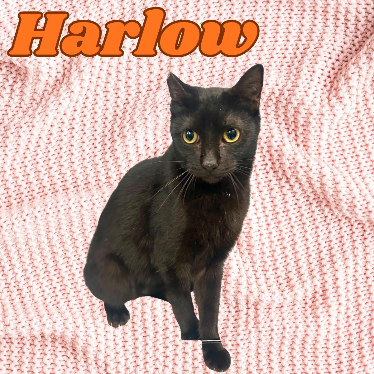 Enlarge Harlow, a ADOPTABLE Domestic Short Hair in South Padre Island, TX image 1/1
