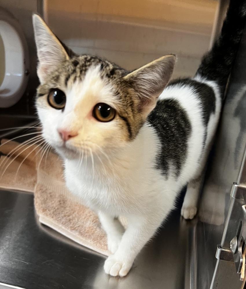 Martha, a Adoptable mixed breed in Jamestown, CA image 1/3