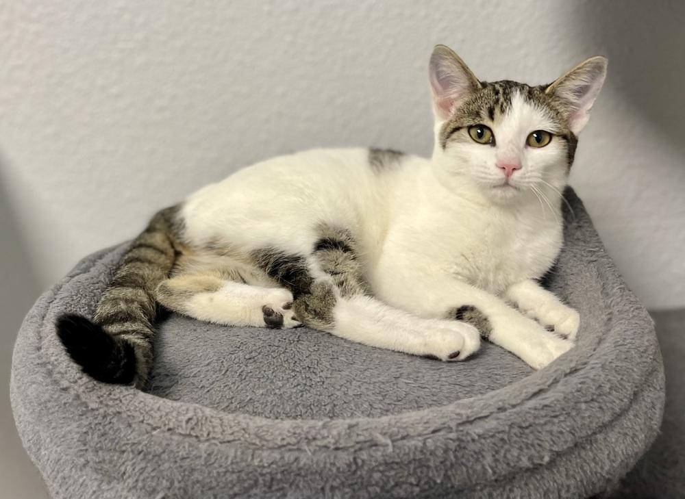 Martha, a Adoptable mixed breed in Jamestown, CA image 2/3