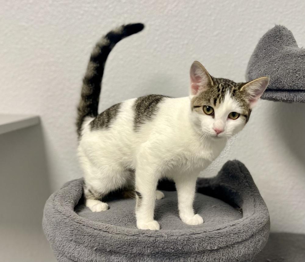 Martha, a Adoptable mixed breed in Jamestown, CA image 3/3