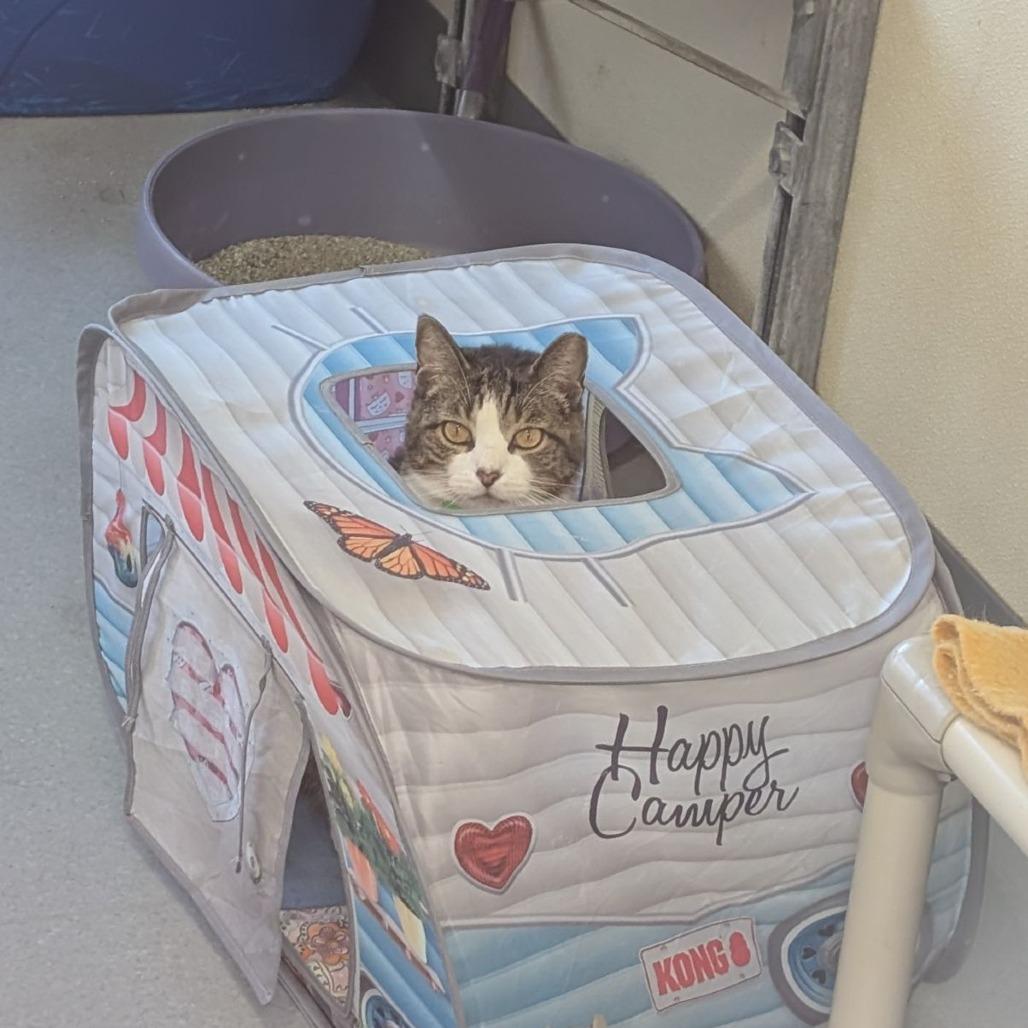 Lila, Adoptable, Senior Female Domestic Short Hair.