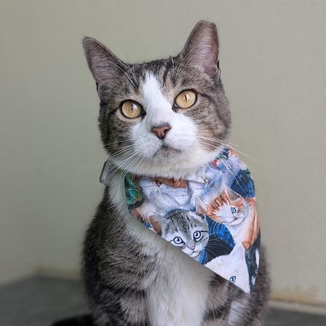 Enlarge Lila, a Adoptable Domestic Short Hair in Lakewood, CO image 2/4