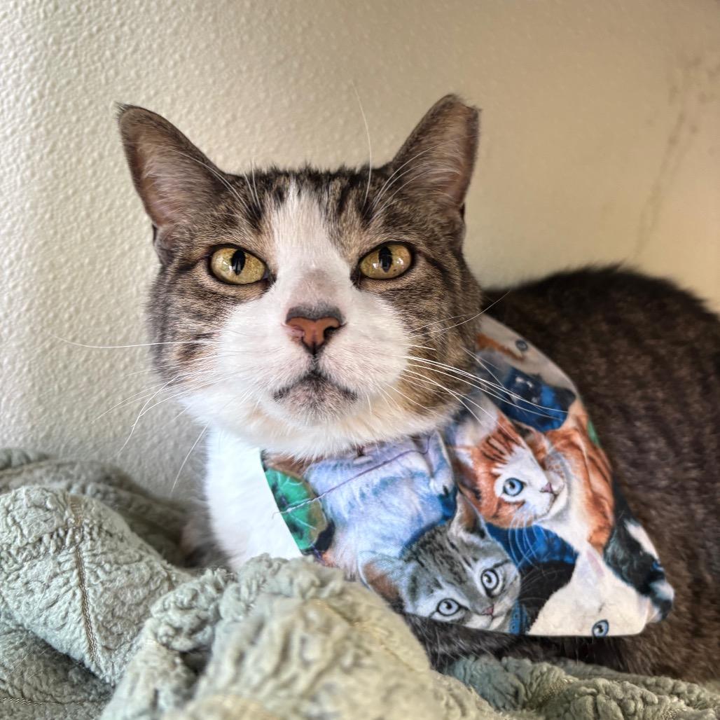 Enlarge Lila, a Adoptable Domestic Short Hair in Lakewood, CO image 3/4