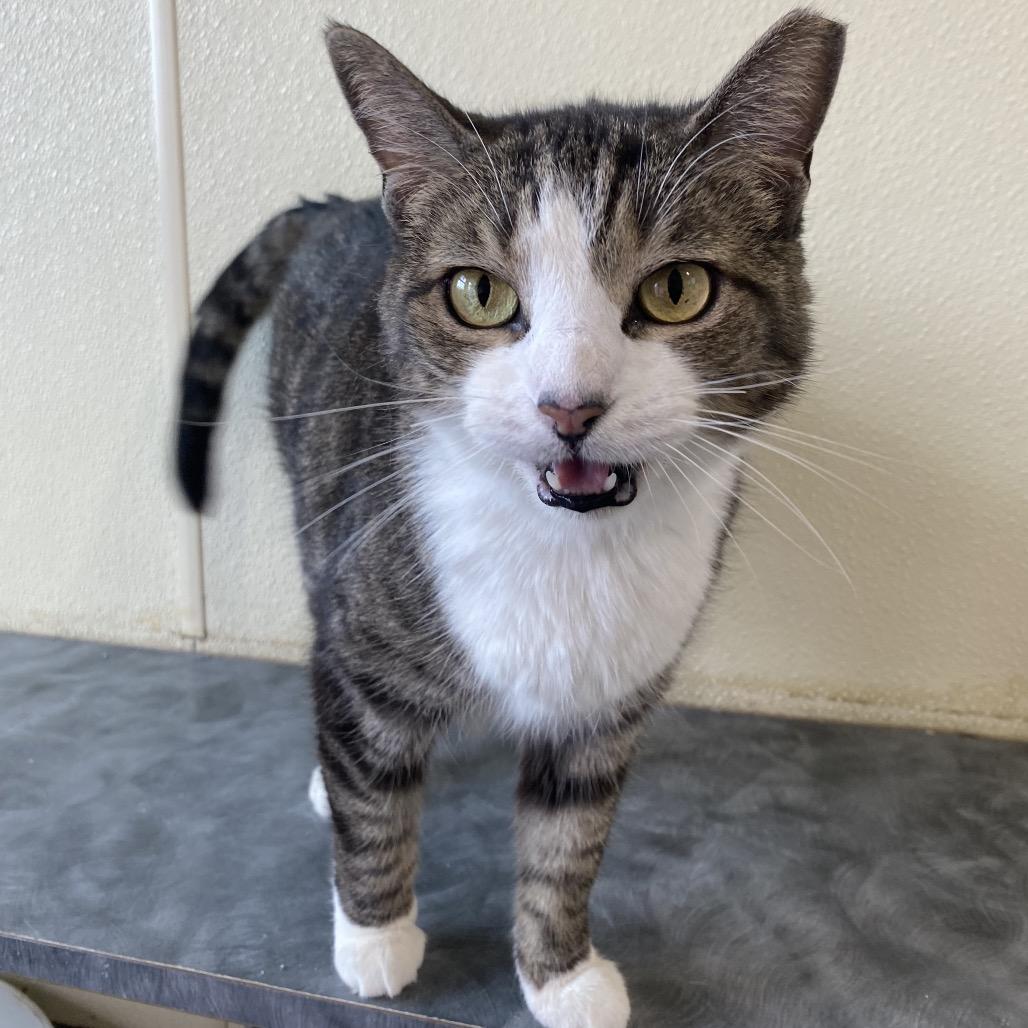 Enlarge Lila, a Adoptable Domestic Short Hair in Lakewood, CO image 4/4