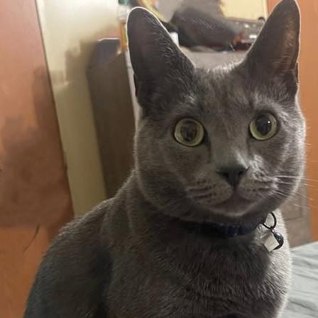 Enlarge Ally, a ADOPTABLE Domestic Short Hair in Johnson City, TN image 1/1