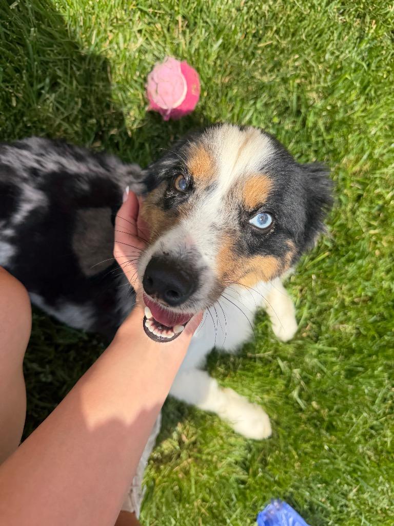 Enlarge Snickers, a Adopted Australian Shepherd in Auburn, IN image 1/1