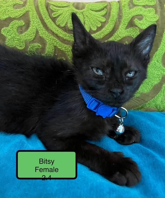 Bitsy, Baby Female Domestic Short Hair