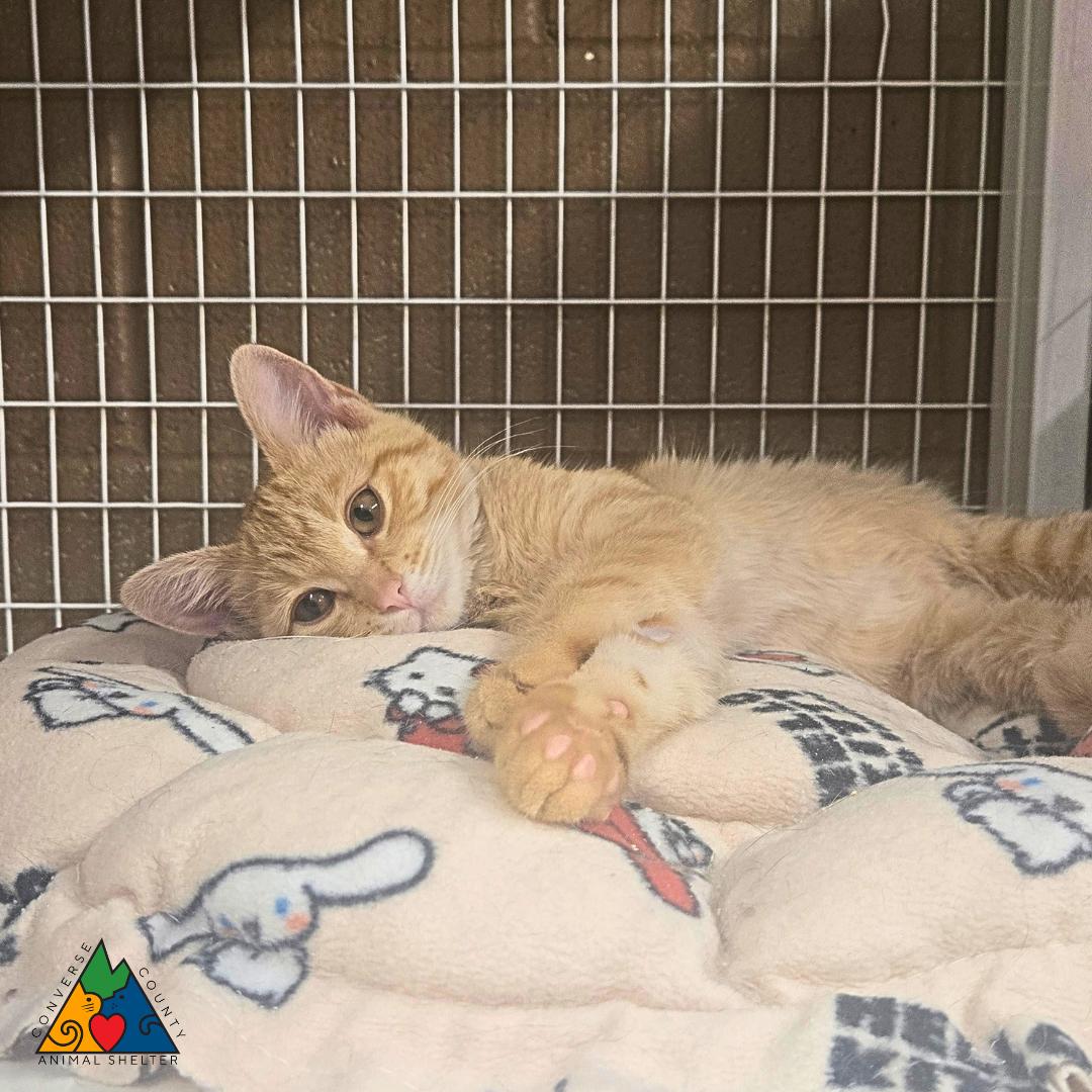 Enlarge Malory, a ADOPTABLE Domestic Short Hair in Douglas, WY image 4/4