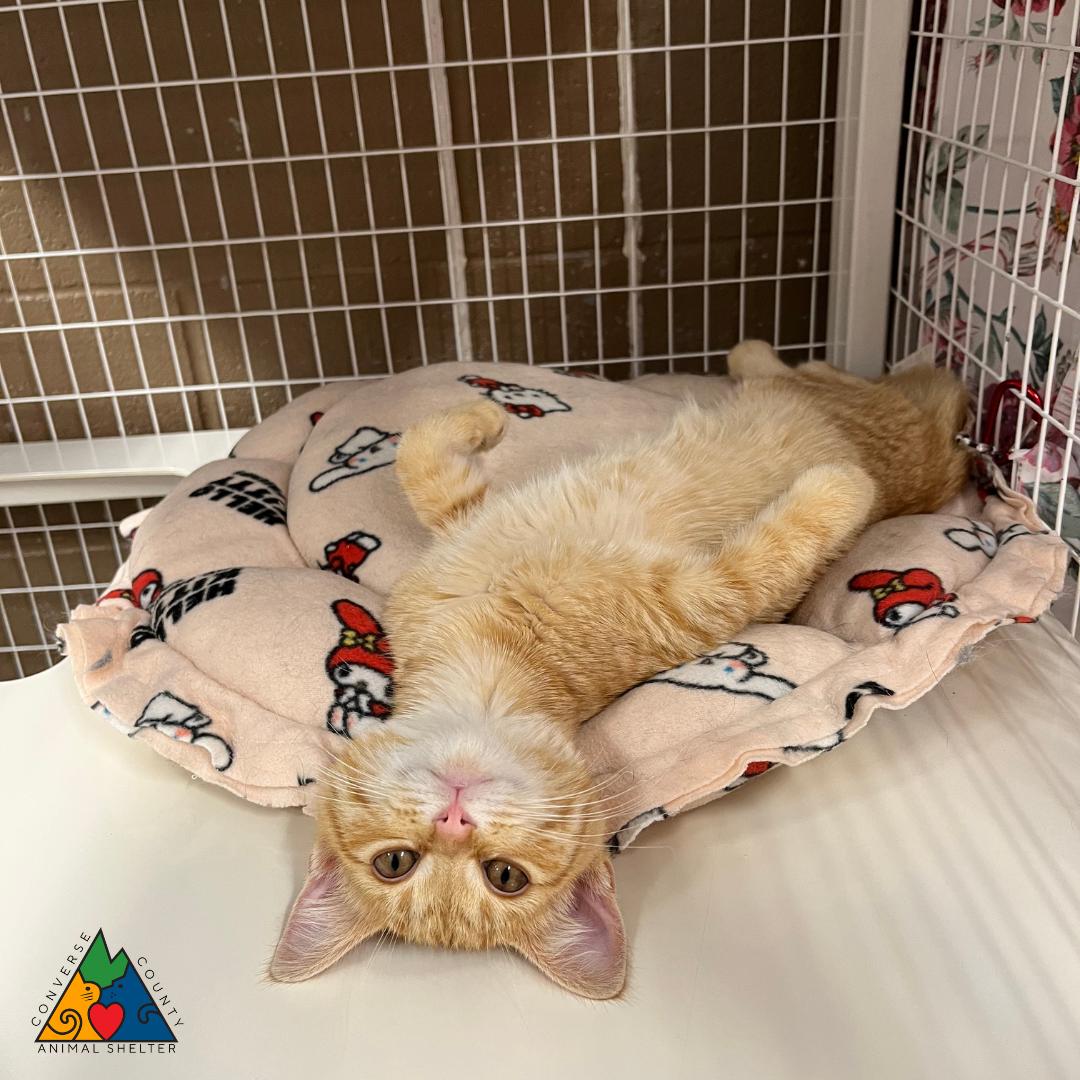 Malory, ADOPTABLE, Young Female Domestic Short Hair.