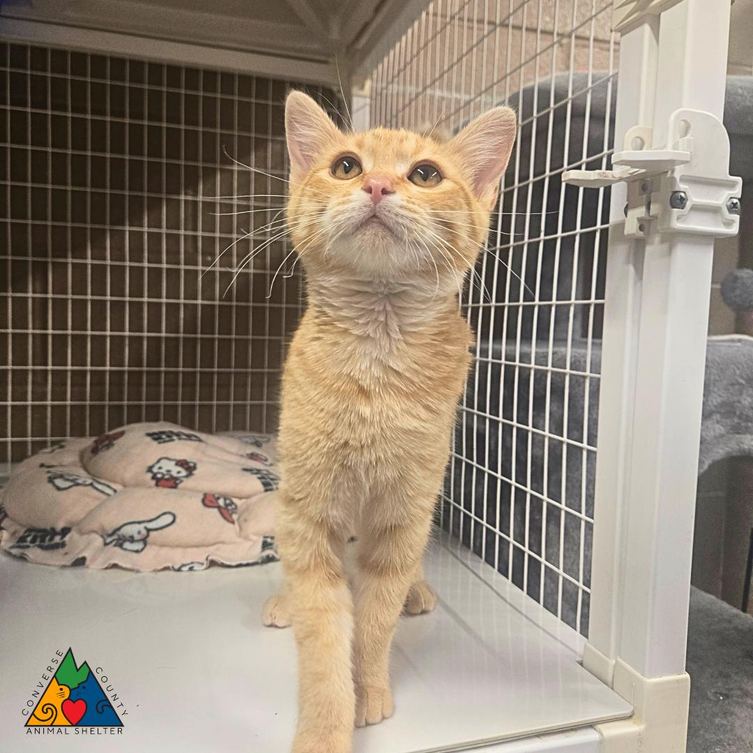Enlarge Malory, a ADOPTABLE Domestic Short Hair in Douglas, WY image 2/4