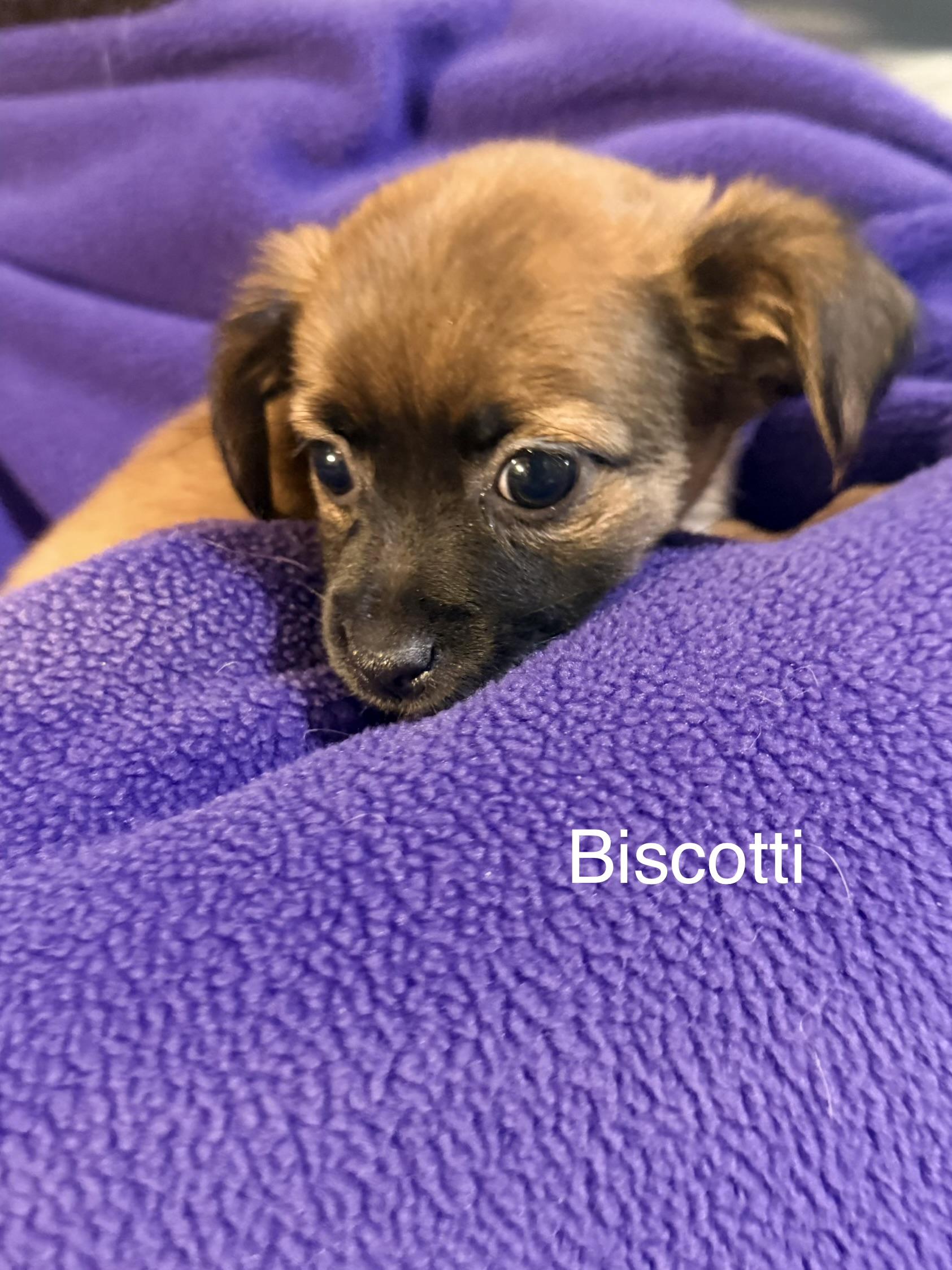 Enlarge Biscotti, a ADOPTABLE mixed breed in valley springs, CA image 2/2