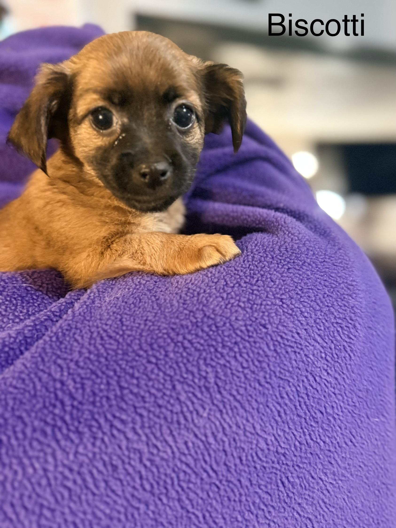 Biscotti, ADOPTABLE, Puppy Female Chihuahua.
