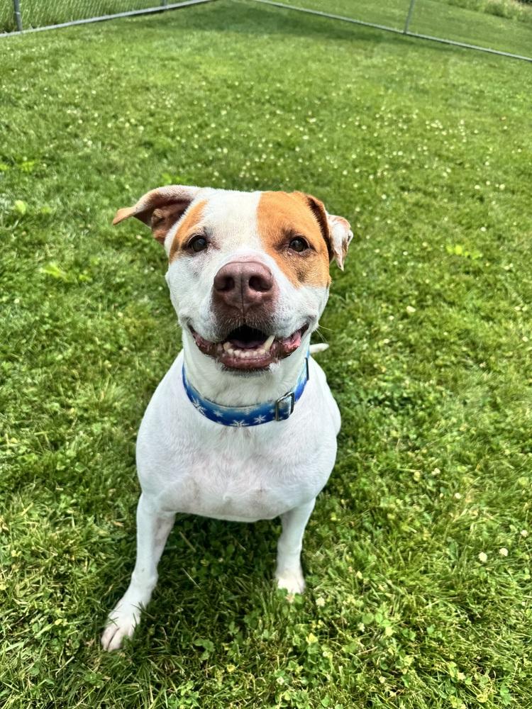 Lyra, a Adoptable mixed breed in Mansfield, OH image 1/4