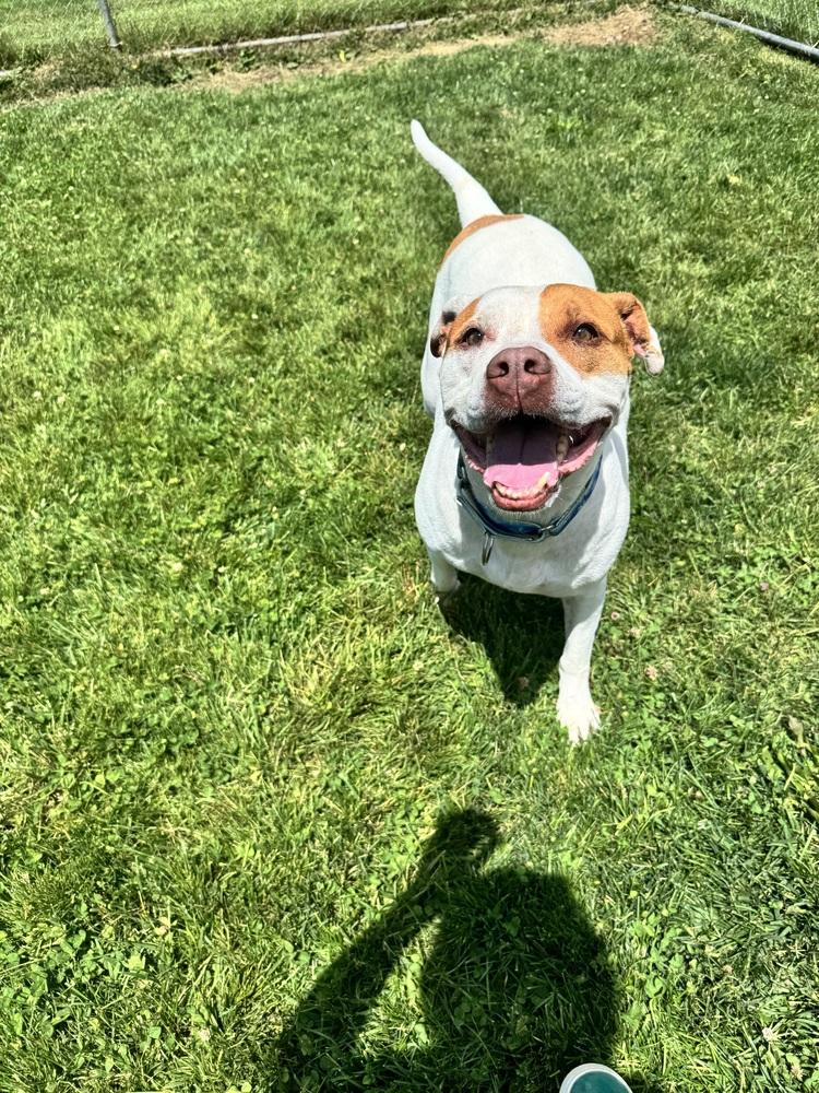 Lyra, a Adoptable mixed breed in Mansfield, OH image 3/4