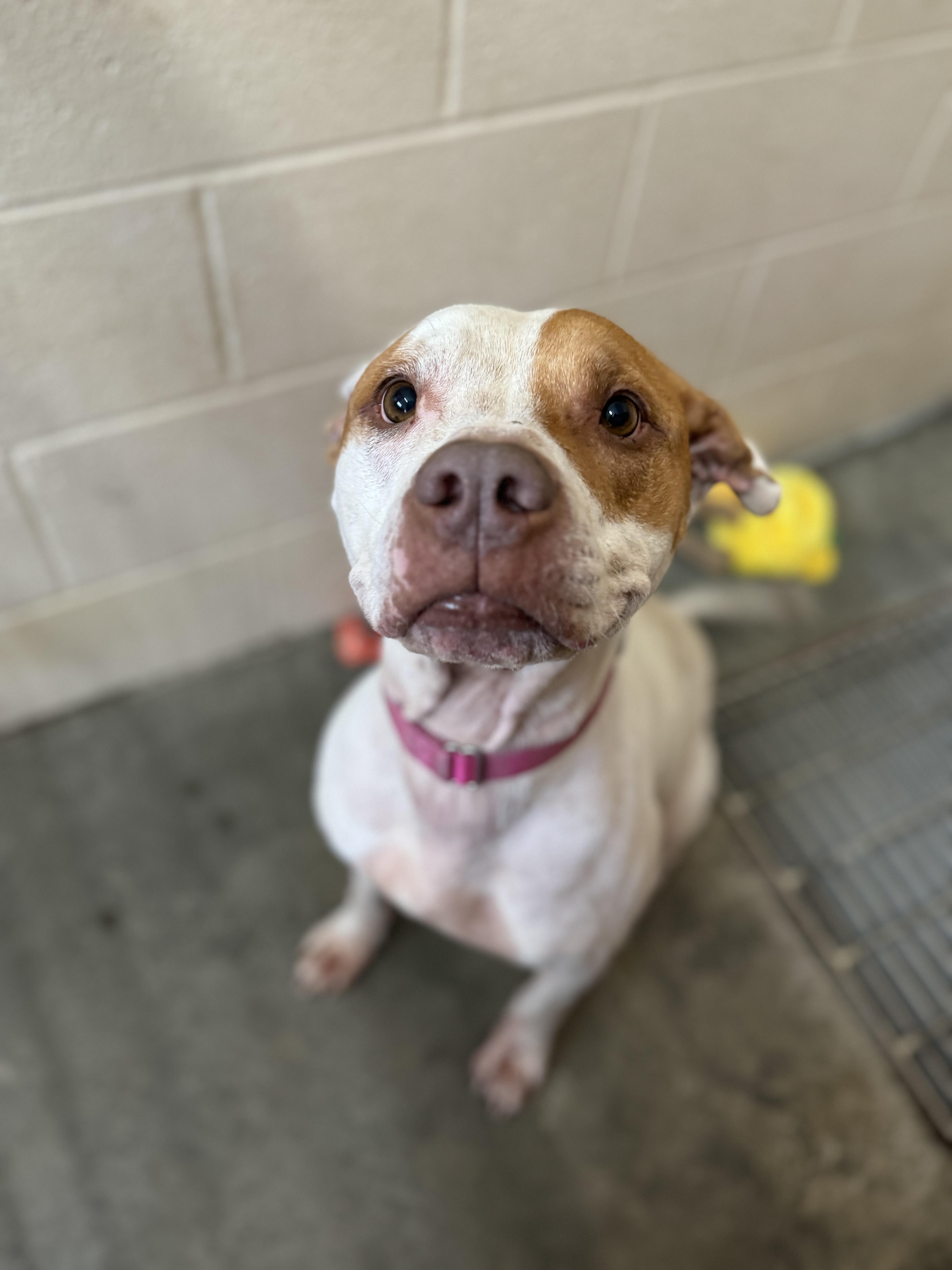 Lyra, Adoptable, Senior Female Terrier.