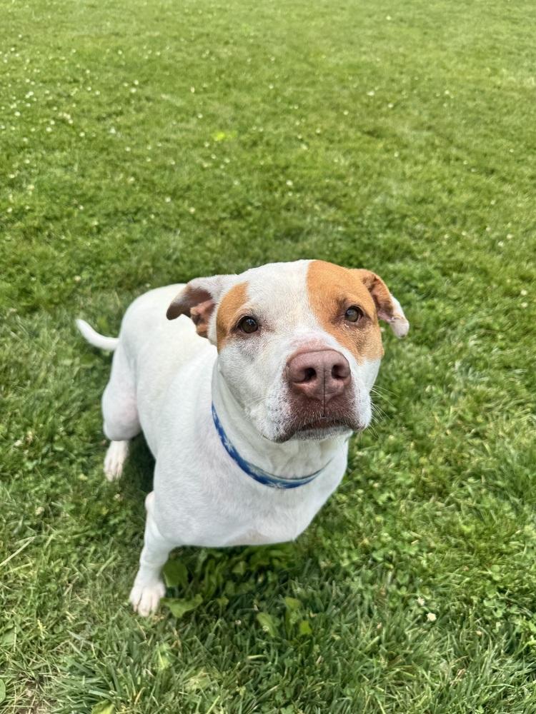Lyra, a Adoptable mixed breed in Mansfield, OH image 2/4