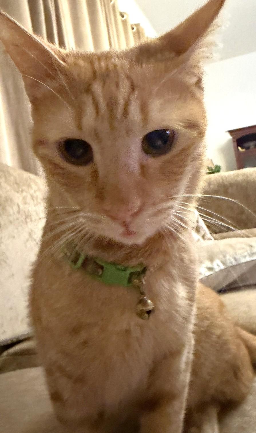 Mango, a Adoptable Tabby in Stoney Creek, ON image 2/6