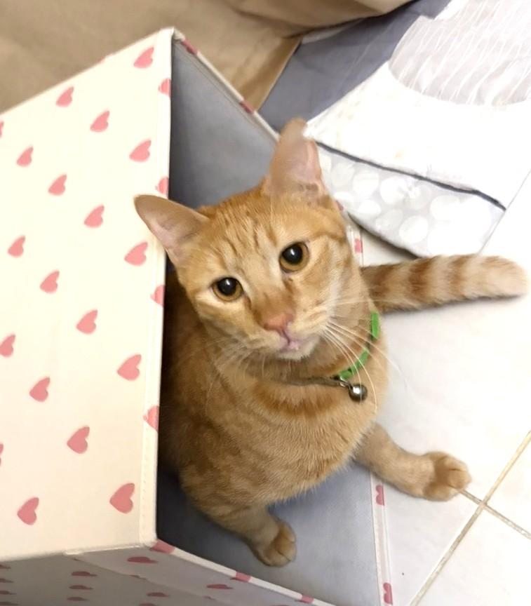 Mango, a Adoptable Tabby in Stoney Creek, ON image 5/6