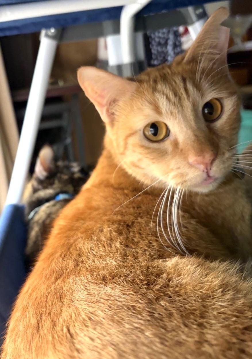 Mango, Adoptable, Adult Male Tabby.