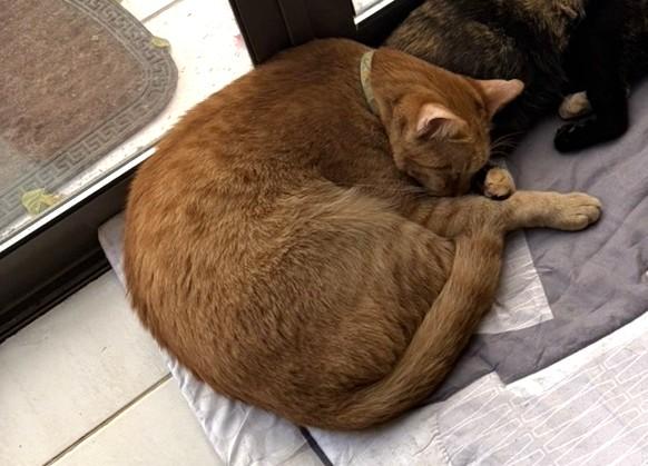 Mango, a Adoptable Tabby in Stoney Creek, ON image 4/6