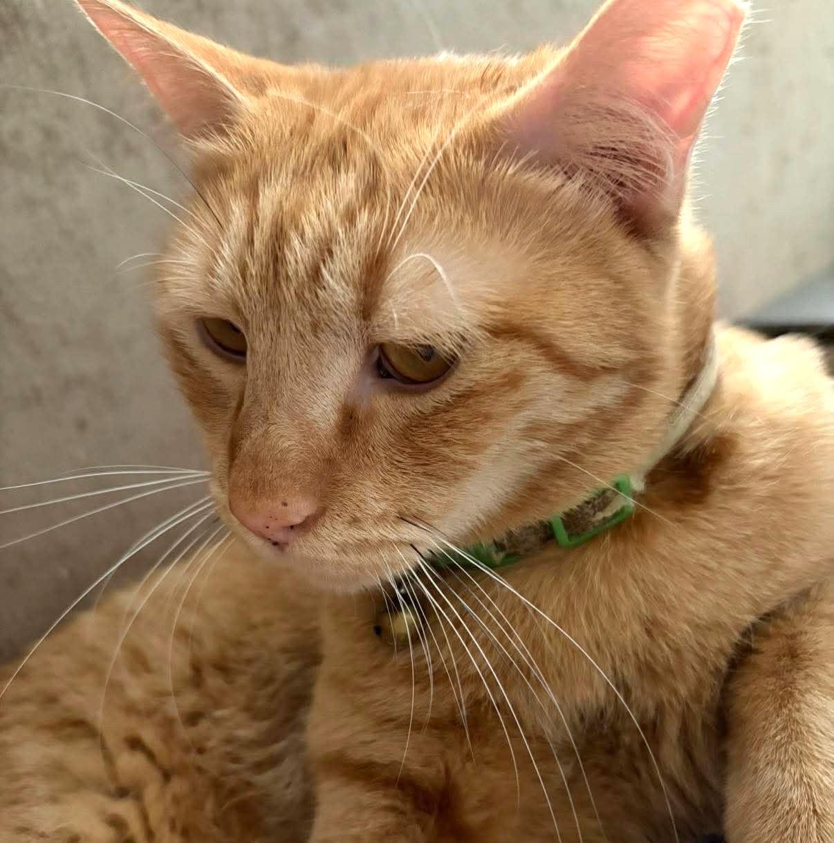 Mango, a Adoptable Tabby in Stoney Creek, ON image 6/6