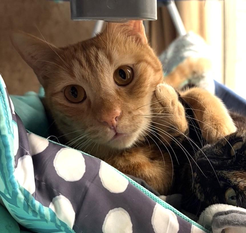 Mango, a Adoptable Tabby in Stoney Creek, ON image 3/6