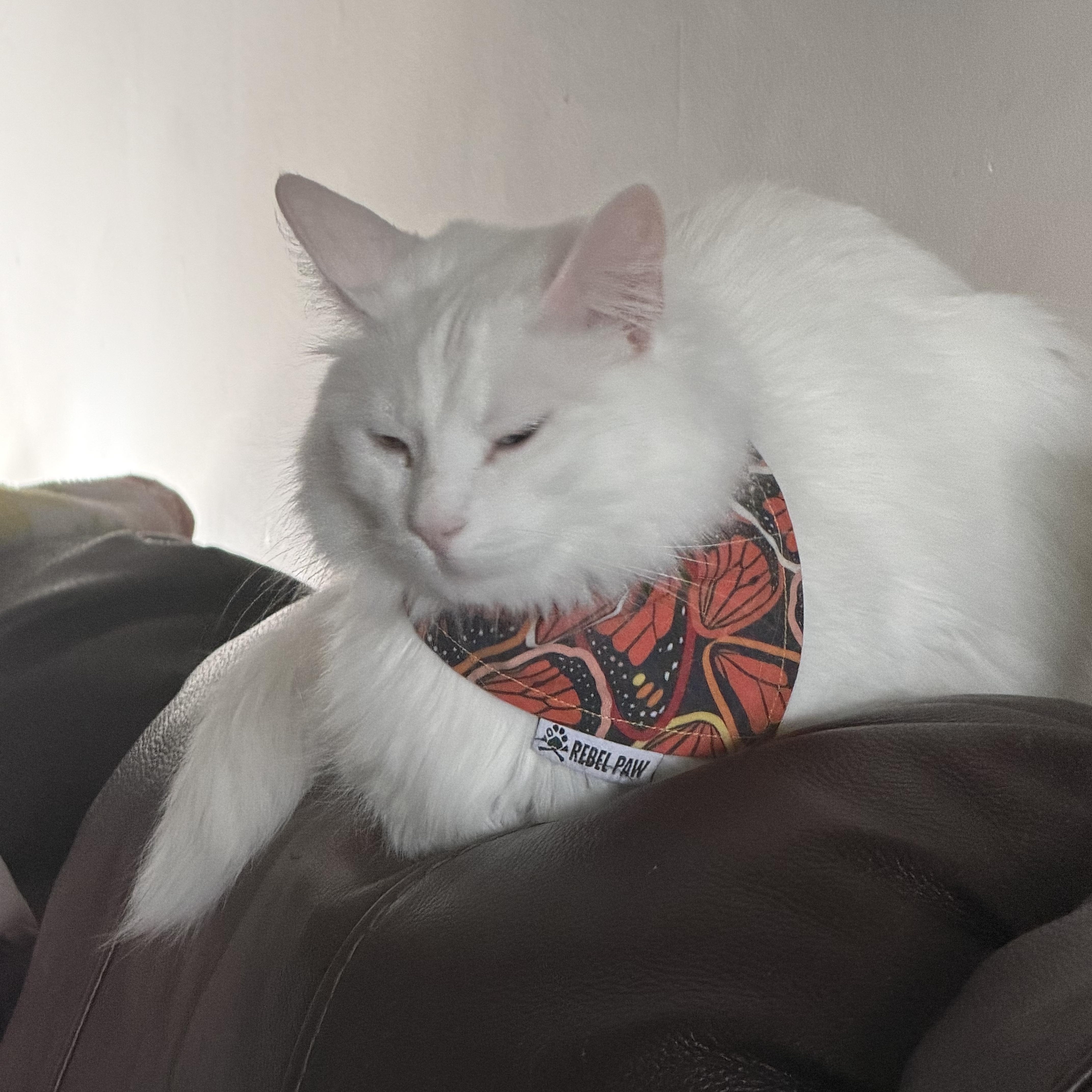 Enlarge Ghost and Aang, a Adoptable Domestic Short Hair in Midvale, UT image 3/5