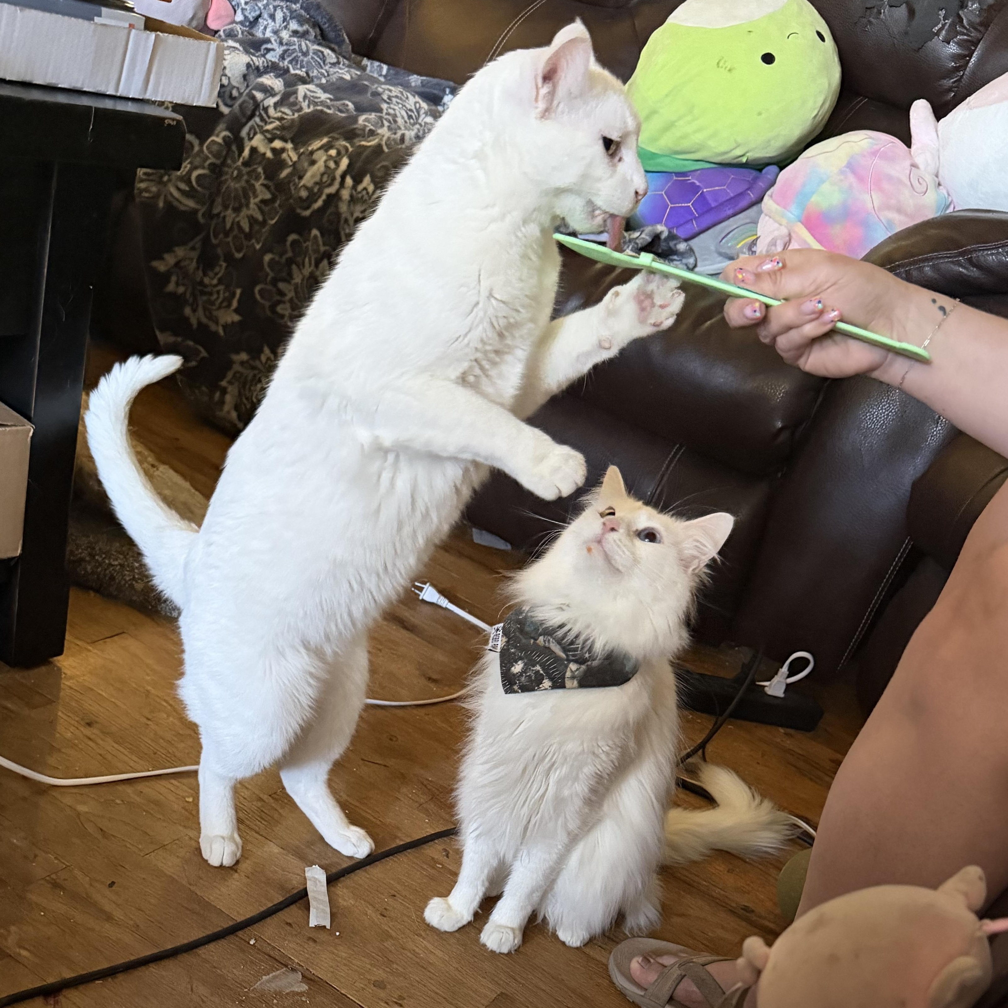 Enlarge Ghost and Aang, a Adoptable Domestic Short Hair in Midvale, UT image 5/5